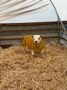 Pedigree Texel ram lambs