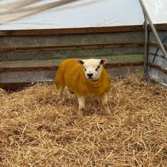 Pedigree Texel ram lambs