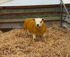 Pedigree Texel ram lambs