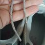 North face trainers new Postage included Image 3