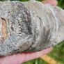 Big Coral fossil w/ complete silicification, mineral replacement, calcium carbonate to silica. Image 9