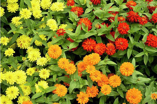 (Z) Zinnia Zahara Double Mixed seeds 0.03g (416028)