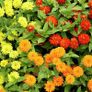 (Z) Zinnia Zahara Double Mixed seeds 0.03g (416028) Image 2