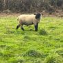 suffolk ram Image 3