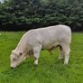Pedigree charolais Image 8