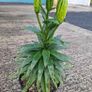 Asiatic Lily in a pot Image 2