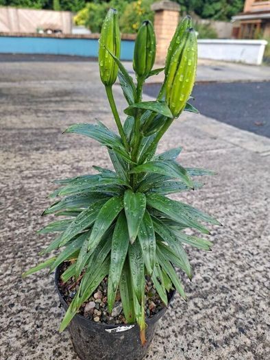 Asiatic Lily in a pot