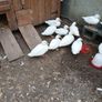 Call ducks, bantom chicks and roosters for sale Image 3