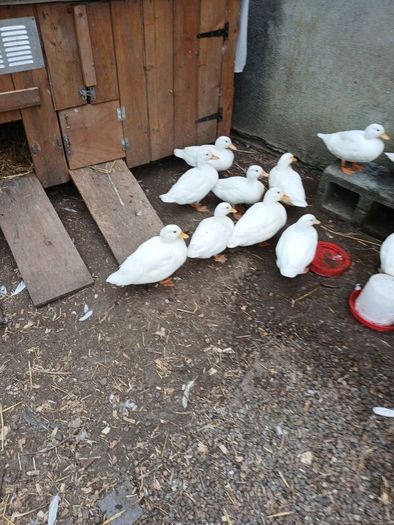 Call ducks, bantom chicks and roosters for sale