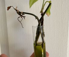 Various House Plants and Cuttings