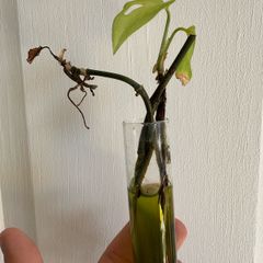Various House Plants and Cuttings