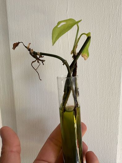 Various House Plants and Cuttings