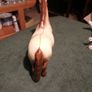 porcelain highland horse Image 3