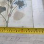 Vintage Custom Framed Botanical Illustration Print Of GERANIUM AFRICAN OR LADIES MANTLE LEAF. Image 4