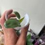 Philodendron Spiritus Sancti Image 3