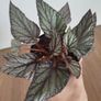 Begonia Arctic Breeze plant Image 5