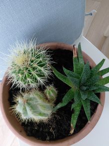 Cactus pot