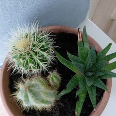 Cactus pot