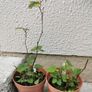 Thornless Blackberry Plants Image 7