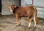 Bull