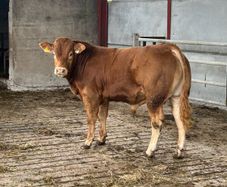 Bull