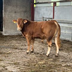 Bull