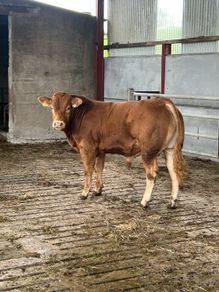 Bull