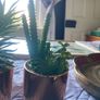Artificial plant small pair Image 3