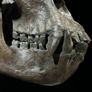 Museum quality replica of a silverback gorilla skull on custom stand Image 5