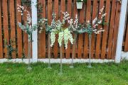 Centrepieces for Rent