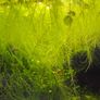 Aquatic plant/water lettuce Image 2