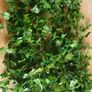 15 x Great Long Silk Ivy Garlands - 37mtrs / 121ft Image 7