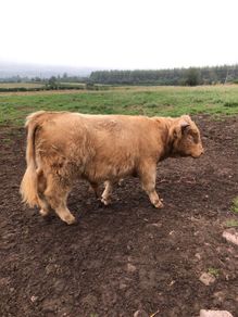 Scottish Highland bull