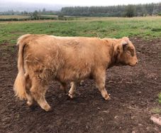 Scottish Highland bull