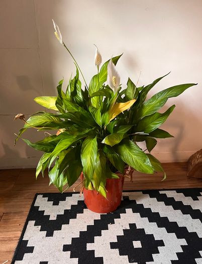25 Potted Plants & 6 Boxes of Floral Styling Stock