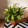 25 Potted Plants & 6 Boxes of Floral Styling Stock Image 10