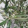 Olive Tree Image 3