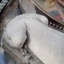 Sleeping Classic Lion Statue Image 3