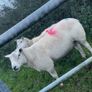 Pure bread Dorset ram , texal ram , breading ewes Image 6