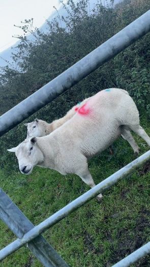 Pure bread Dorset ram , texal ram , breading ewes