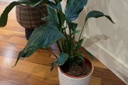 Peace Lily Plant
