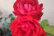 Roze  plant
