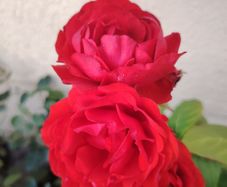 Roze  plant