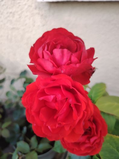 Roze  plant