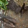 Bog Wood Image 4
