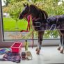 Our generation horse Image 4