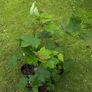 Potted young Sycamore trees Image 9