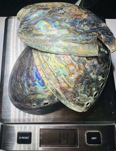 New Zealand Paua Abalone 3 Sea Shells Mother of Pearl