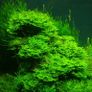Riccardia chamedryfolia (MINI PELIA) 30ml 5 cups Image 4