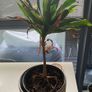 plants & pots Image 10